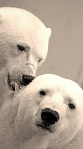 polar bears home screen wallpaper