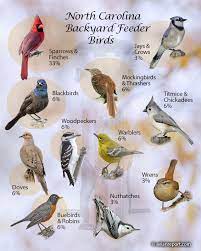 29 north carolina backyard feeder birds