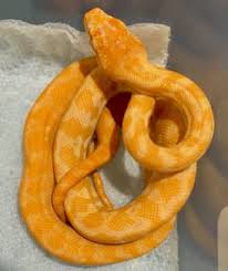 albino carpet python reptiles