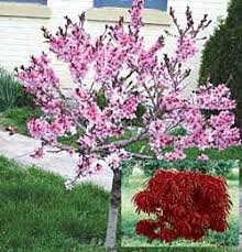 Free shipping on orders over $99 with arrive alive guarantee from the tree center. Gardening Articles Landscaping Trees Shrubs Vines National Gardening Association Dwarf Flowering Trees Flowering Trees Garden Vines