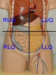 Anatomical terms derive from there are (a) nine abdominal regions and (b) four abdominal quadrants in the peritoneal cavity. Abdominal Quadrants