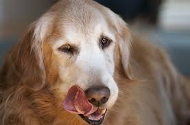 6 common mouth conditions in dogs petmd
