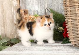 patches calico exotic shorthair rug