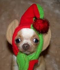 Image result for cats and dogs dressed as christmas elves
