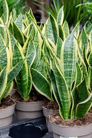 Snake Plant Care Everything You Need