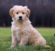 Golden retriever information including personality, history, grooming, pictures, videos, and the akc breed standard. Miniature Golden Retriever Puppies For Sale Greenfield Puppies