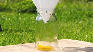 Natural And Homemade Fly Repellents