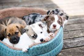 Search our pet stores database and connect with the best pet stores professionals and other business, companies & professionals professionals. Puppy Stores Near Me Online Shopping