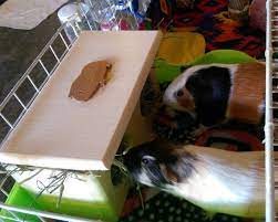 Hay Feeder For Guinea Pigs