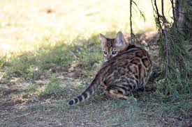 He is good with other cats but very playful. Bengal Breeders Australia Bengal Info Kittens