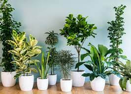 Indoor Plants