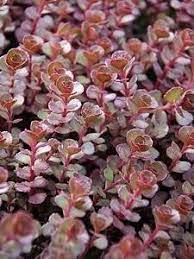 sedum spurium red carpet stonecrop