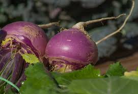 turnip nutrition facts and health