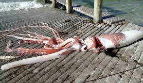 giant squid creates buzz in kaikoura