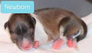 newborn sheltie puppies flash s