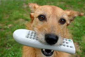 a dog from eating remote controls