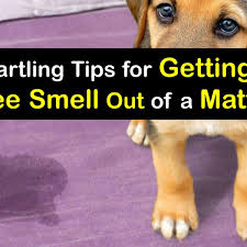 get dog smell in a mattress