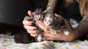 rescuing five neonatal kittens you