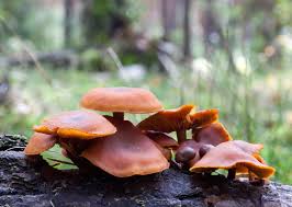 common yard mushrooms poisonous to dogs