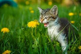 Pineapples aren't toxic to cats, but as with most human foods, there are some things you should take into consideration the short answer is yes, cats can eat pineapple. Is Sage Toxic To Cats Can Cats Eat Sage Barkspace