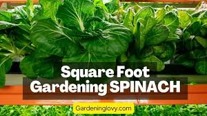 How To Do Spinach Square Foot Gardening