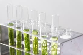 Biotecnología como herramienta para elaboración de biocombustibles