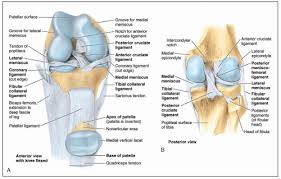 Knee joint anatomy and structures. Knee Anatomy Musculoskeletal Key