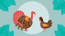 Which has more protein ground turkey or chicken?