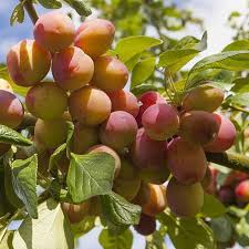 Fruit Plum Tree Victoria