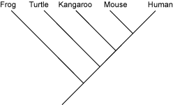 Taxonomic Classification And Phylogenetic Trees Zoology