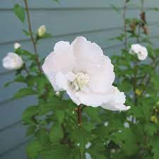 Anne marie ivy is a wonderful white varigated ivy similar to english ivy with a moderate growth rate buy tree hollyhock hibiscus syriacus 'white pillar ('gandini van aart') (pbr)'. White Pillar Hibiscus Spring Meadow Wholesale Liners Spring Meadow Nursery