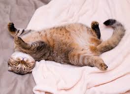 There are several reasons that your cat's belly is bloated and hard. Painful Abdomen In Cats Petmd