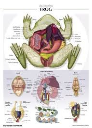 Denoyer Geppert Frog Anatomy Chart Laminated 21 X 29 Inches