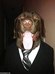 Business Dog Is All Business Funnydogsite Com