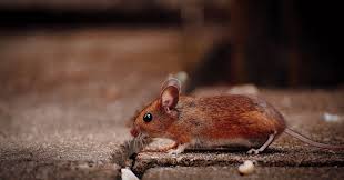 The most effective as well as the quickest way to get rid of messy creatures from your property is an integrated method that generally involves Environmental Health 10 Natural Ways To Get Rid Of Rats