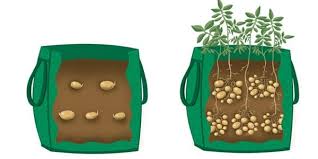 That the developing potato plants can't find their way to sunlight. 10 Ways To Grow Potatoes Potato Planting Ideas Balcony Garden Web