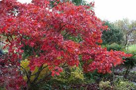 How To Grow Japanese Maples Rhs Gardening