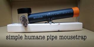 The cheap, diy method that actually works. Pvc Pipe Mouse Trap