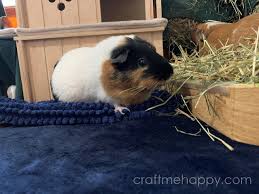make waterproof guinea pig fleece bedding