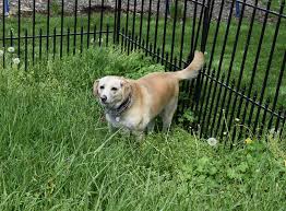 Dog Proof Fencing Creating A Dog