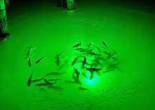 What color light attracts fish best?
