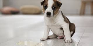potty training a puppy when you live in