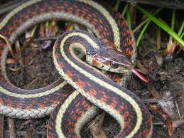 california red sided garter snake