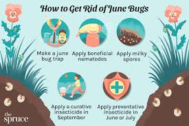 how to get rid of june bugs 5 easy methods