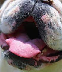 mouth ulcers in dogs with kidney