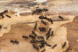 5 choses à savoir sur les fourmis