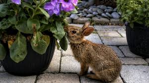 best rabbit repellent plants 14 top