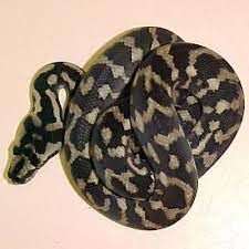 jungle carpet pythons c b es