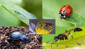 beneficial insects how to attract