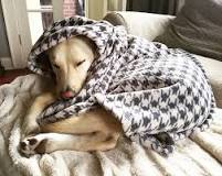 do-dogs-like-blankets-on-them